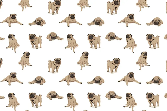 Fototapeta: Zabawne psy mops na białym tle ilustracja