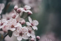 Fototapeta: Zbliżenie wiosennego kwiatu wiśni