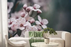 Fototapeta: Zbliżenie wiosennego kwiatu wiśni