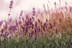 Fototapeta: Zielona łąka z kwiatami lawendy