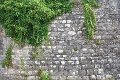 Fototapeta: Zielony bluszcz na kamiennej ścianie