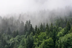 Fototapeta: Zielony górski las świerkowy spowity poranną mgłą