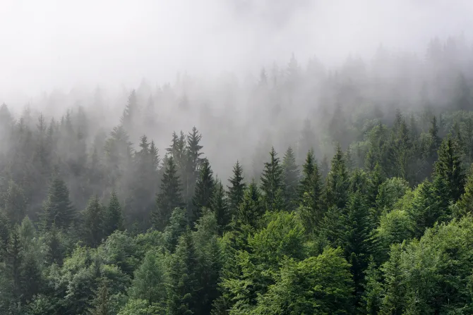 Fototapeta: Zielony górski las świerkowy spowity poranną mgłą