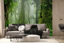 Fototapeta: Zielony las drzewa we mgle