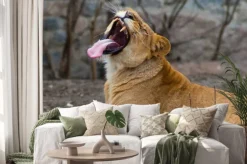 Naklejka: African lion