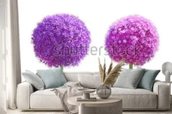 Naklejka: Allium gladiator zestaw ozdobnych cebuli kwiat samodzielnie na