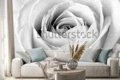 Naklejka: Biała róża, czarno-białe makro