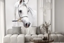 Naklejka: Biały koń arabski na jasnym tle