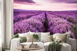 Naklejka: Blooming lavender field under the purple colors of the summer