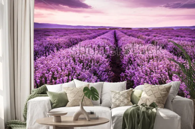 Naklejka: Blooming lavender field under the purple colors of the summer