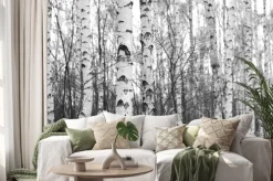 Naklejka: Brzozowy las, czarno-białe zdjęcie