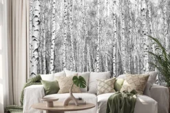 Naklejka: Brzozowy las, czarno-białe zdjęcie