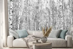 Naklejka: Brzozowy las, czarno-białe zdjęcie