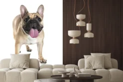 Naklejka: Buldog francuski na białym tle