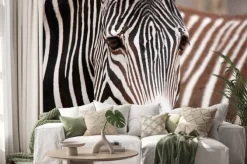 Naklejka: Burchells zebra is a southern subspecies of the plains zebra.