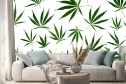 Naklejka: Cannabis leaves of different sizes are isolated on a white background.
