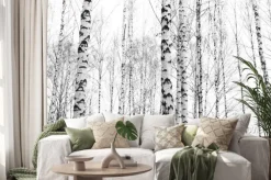 Naklejka: Czarno białe zdjęcie brzozowego gaju