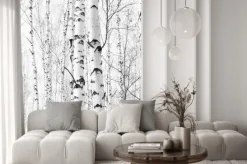 Naklejka: Czarno-biały brzozowy las z widokiem na korę