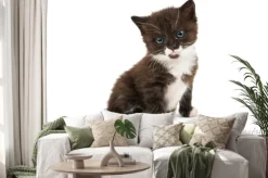 Naklejka: Czarno-biały kotek izolowana