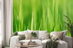 Naklejka: Źdźbła trawy w zbliżeniu