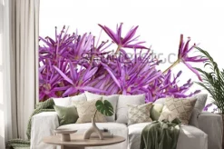 Naklejka: Dwa fioletowe kwiaty ozdobnej cebuli (allium giganteum) odmiana