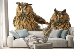 Naklejka: Dwie sowy