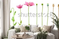 Naklejka: Ewolucja maku opium na białym tle