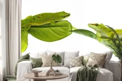 Naklejka: Felsuma madagaskarska - gecko izolowana na białym tle