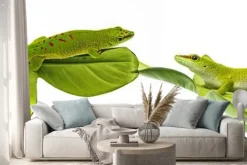 Naklejka: Felsuma madagaskarska - gecko izolowana na białym tle