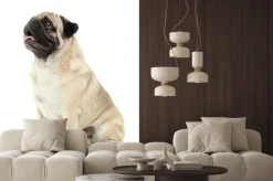Naklejka: Funny pug pies samodzielnie na biały