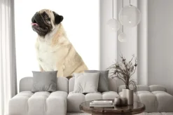 Naklejka: Funny pug pies samodzielnie na biały