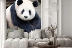 Naklejka: Giant panda pozowanie do aparatu, chengdu, syczuan, chiny