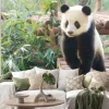 Naklejka: Giant panda zaciekawieniem stojąca, chengdu, syczuan, chiny