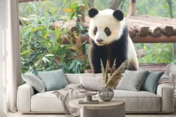 Naklejka: Giant panda zaciekawieniem stojąca, chengdu, syczuan, chiny