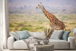 Naklejka: Giraffe walking in kenya