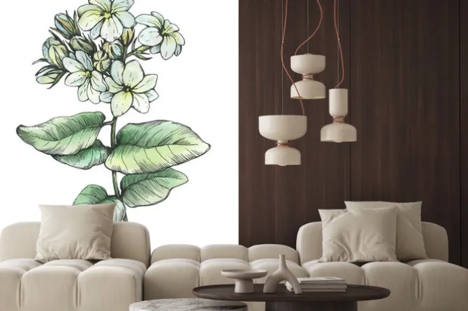 Naklejka: Grafika, gałązka jaśminu (jasminum sambac, arabski jaśmin) z