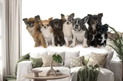 Naklejka: Grupa chihuahua