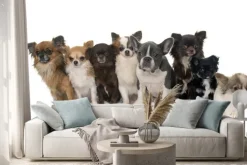 Naklejka: Grupa chihuahua