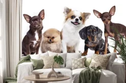 Naklejka: Grupa małych dekoracyjnych towarzyszami psów