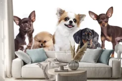 Naklejka: Grupa małych dekoracyjnych towarzyszami psów