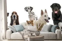 Naklejka: Grupa psów