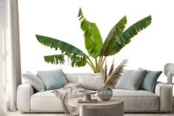 Naklejka: Isolated banana tree on white background.