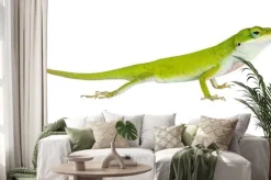 Naklejka: Jaszczurka północna zielona anole (carolinensis anolis carolinens