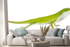 Naklejka: Jaszczurka północna zielona anole (carolinensis anolis carolinens