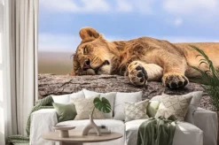 Naklejka: Jedna lwica spania na skale w serengeti np, tanzania, afryka