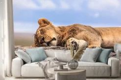 Naklejka: Jedna lwica spania na skale w serengeti np, tanzania, afryka