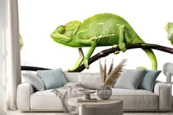 Naklejka: Kameleon - kameleon jemeński na gałęzi