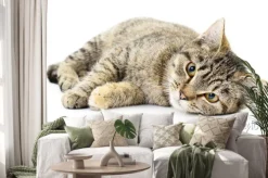 Naklejka: Kitten na białym tle