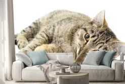 Naklejka: Kitten na białym tle