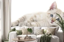 Naklejka: Kitten na białym tle